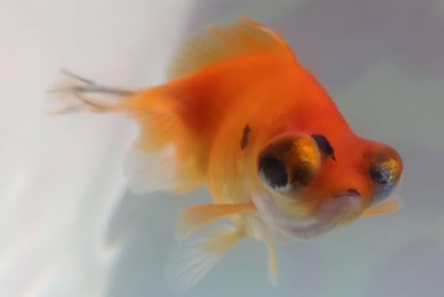 Amazon | ☆国産金魚☆ 現物個体！ 五花蝶尾 雌 2才魚 全長約9cm